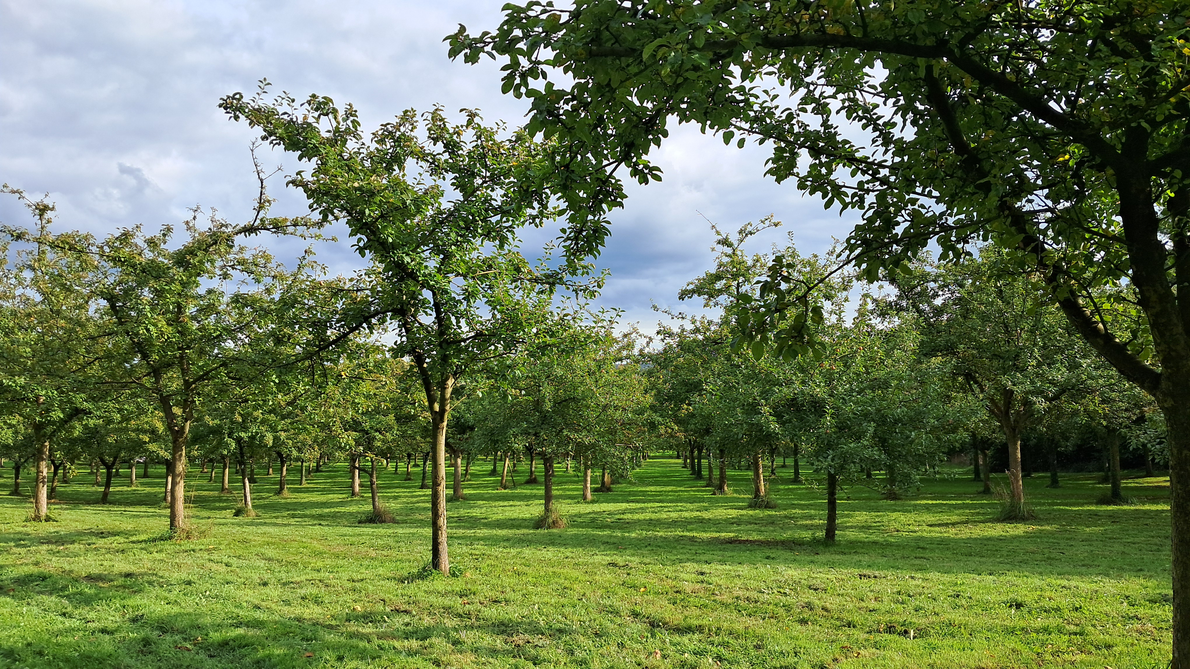 Récolte des pommes 2025